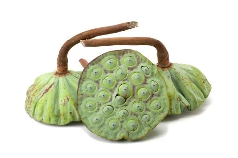 Lotus seed Stock Photos