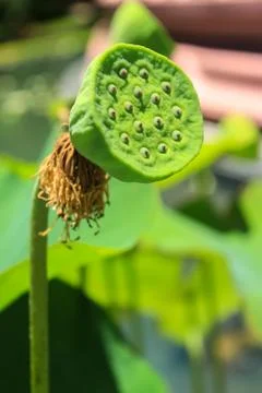 Lotus seed Stock Photos