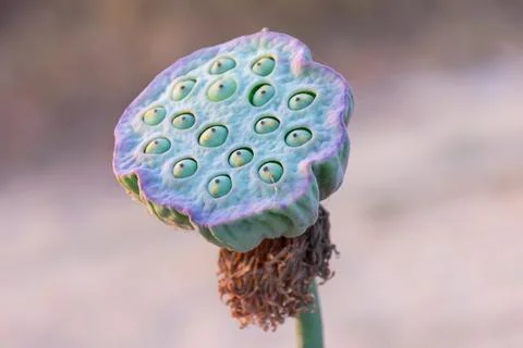 Lotus Seed Pod Macro Close Up Stock Photos