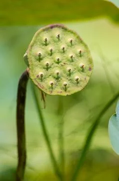 Lotus seed pod Stock Photos