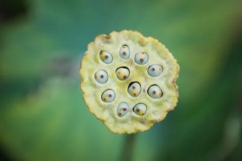 Lotus seeds Foto stock