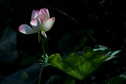 Lotus in the shade Stock Photos