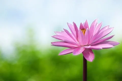 Lotus on spring background Stock Photos