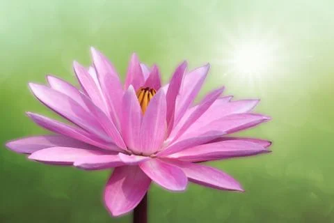 Lotus on spring background Stock Photos