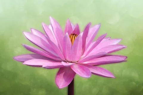 Lotus on spring background Stock Photos