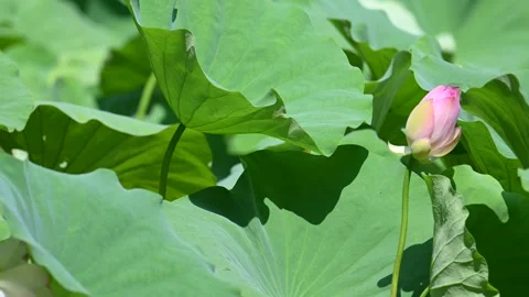 Lotus in summer Vidéo 283068976