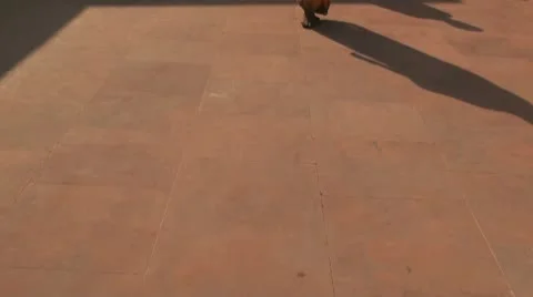 Lotus Temple Stock Footage 10679869