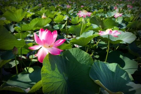 Lotus thicket Stock Photos