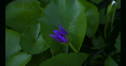 Lotus timelapse Stock-Footage 97291991