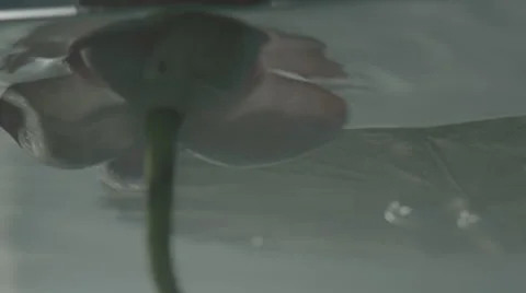 Lotus Underwater Stock Footage 50958420