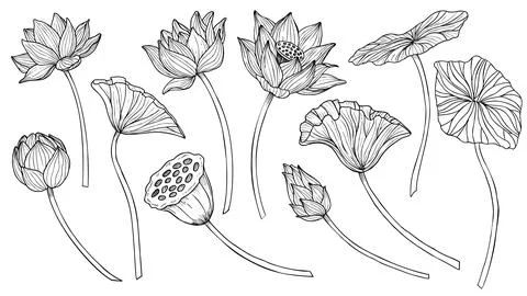 Lotus vector set. Linear drawing with flowers and leaves in black and white Stock Illustration