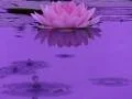 Lotus A Water Drops and Ripples 1 Loop Web Footage