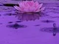 Lotus A Water Drops and Ripples 2 Loop Web Footage