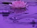 Lotus A Water Drops and Ripples 3 Loop Web Footage