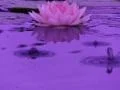 Lotus A Water Drops and Ripples 2 Loop Footage