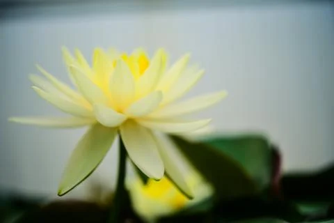 Lotus water floating on the surface of the pool Stock Photos