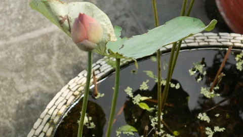 Lotus in water Stock-Footage 108256717