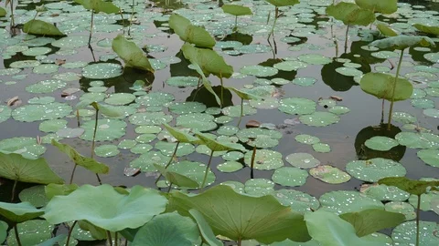 Lotus in the water Stock-Footage 108584855