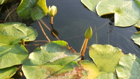 Lotus in water Stock Footage 265779444