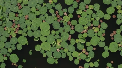Lotus water lilies float on the surface of the lake, a summer weekend in nat Stock Footage 245352636