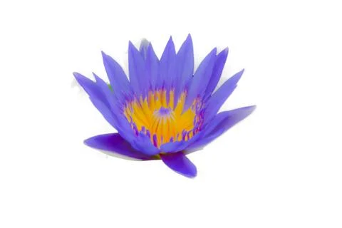Lotus on white background. Stock Photos