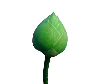 Lotus on a white background. Stock Photos