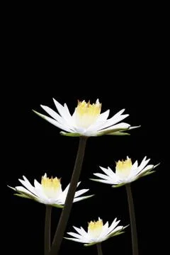 Lotus white Stock Illustration