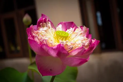 Lotus, wilted lily. Stock Photos