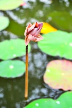 Lotus withered Stock Photos