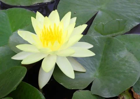 Lotus yellow Stock Photos