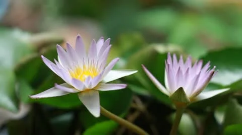 Lotus5 Stock Footage 12311989