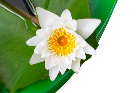 Lotus,beautiful Foto stock