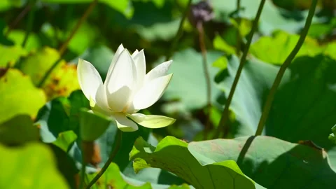 Lotuses blooming in the pond in summer Video stock 330279880