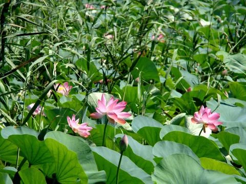 Lotuses Stock Photos