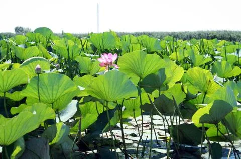 Lotuses Stock Photos
