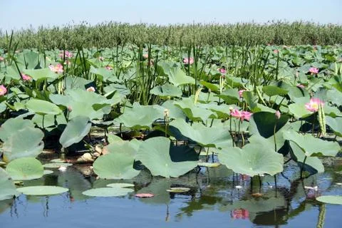 Lotuses Stock Photos