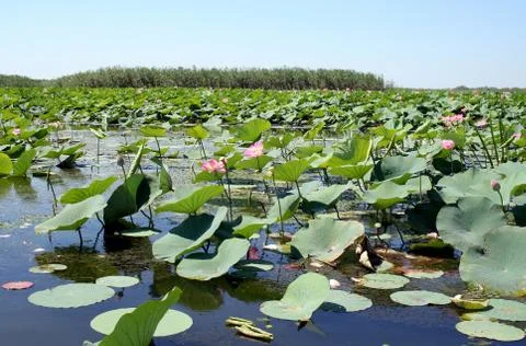 Lotuses Stock Photos
