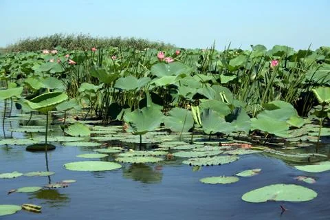 Lotuses Stock Photos
