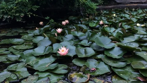 Lotuses pond Stock Footage 129707085