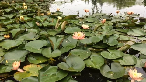 Lotuses pond Stock Footage 129707136