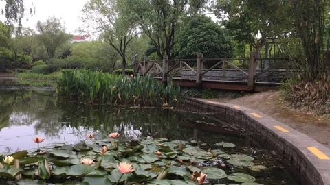 Lotuses pond Stock Footage 129707156