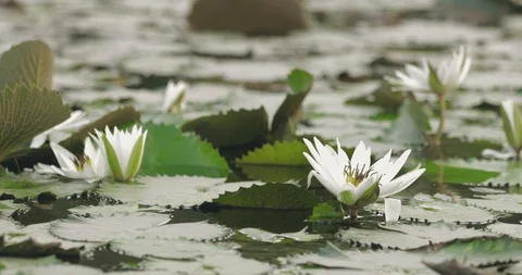 Lotuses in pound Stock Footage 114316782