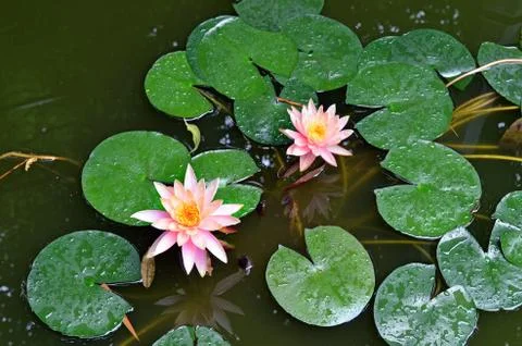 Lotuses in the rain Stock Photos