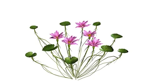 Lotusflowers Stock Footage 47960091
