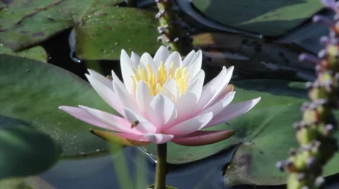 Lotus.mp4 Video stock 7903123