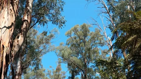 Loud Birds in Trees Stock Footage 287142831