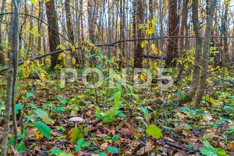 ?louded agaric (Clitocybe nebularis) edible mushroom among fallen leaves in Stock Photos