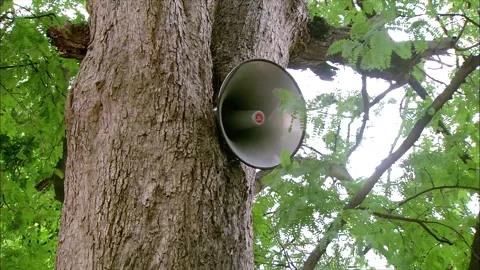  the loudspeaker in the middle of the tree branches is broadcasting Stock Footage 252483757