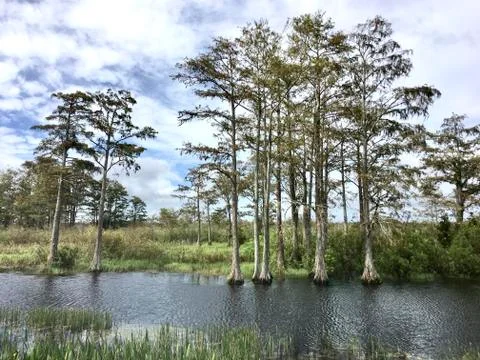 Louisiana cypress swamp and river Stock Photos