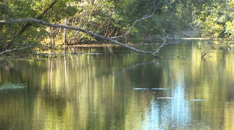 Louisiana River Stock Footage 33129016